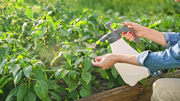 Nová záhrada - škodcovia